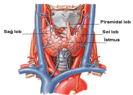 GUATR (TİROİD) CERRAHİSİ